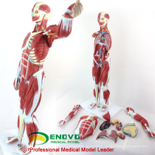 MUSCLE01(12023) Numbered 78cm High Anatomical Human Muscular Figure Model, 27-parts, 1/2 Life Size 12023